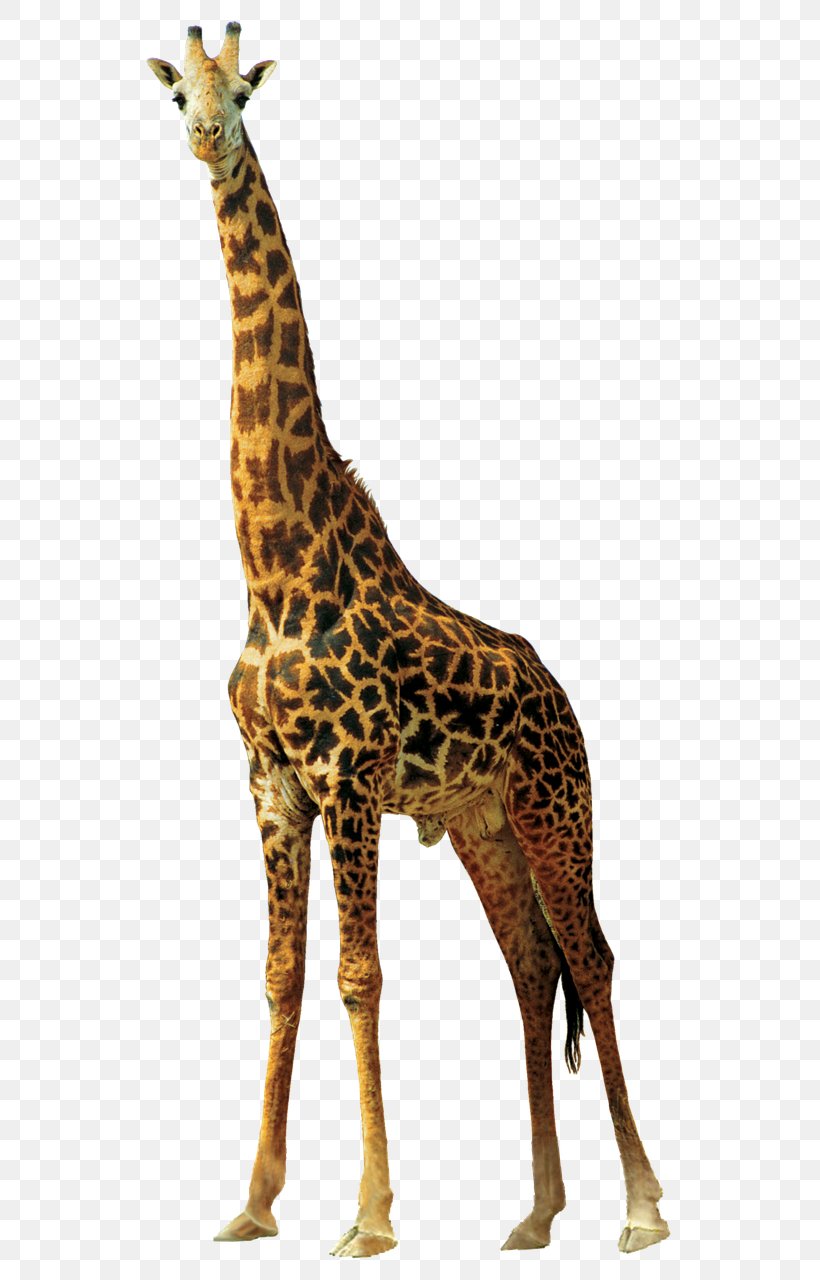 Northern Giraffe, PNG, 569x1280px, Northern Giraffe, Animal, Animal Figure, Fauna, Freeware Download Free