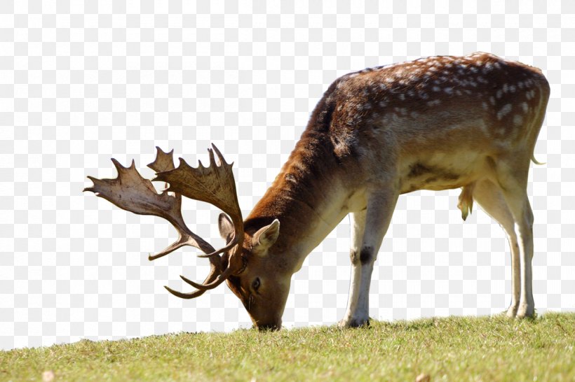 Wildlife Park Peter And Paul Fallow Deer Antler Reindeer, PNG, 1200x800px, Deer, Antler, Bont, Childbirth, Dama Download Free