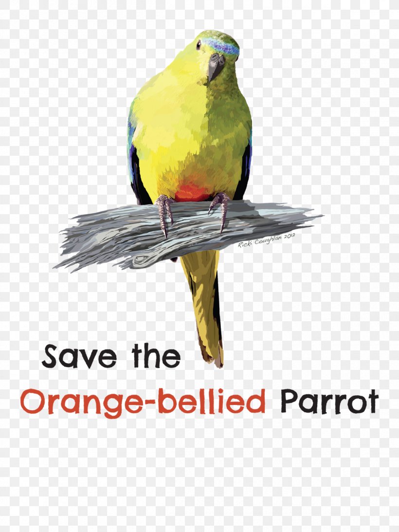 Bird Parrot Parakeet Macaw Beak, PNG, 1200x1600px, Bird, Advertising, Animal, Beak, Captivity Download Free