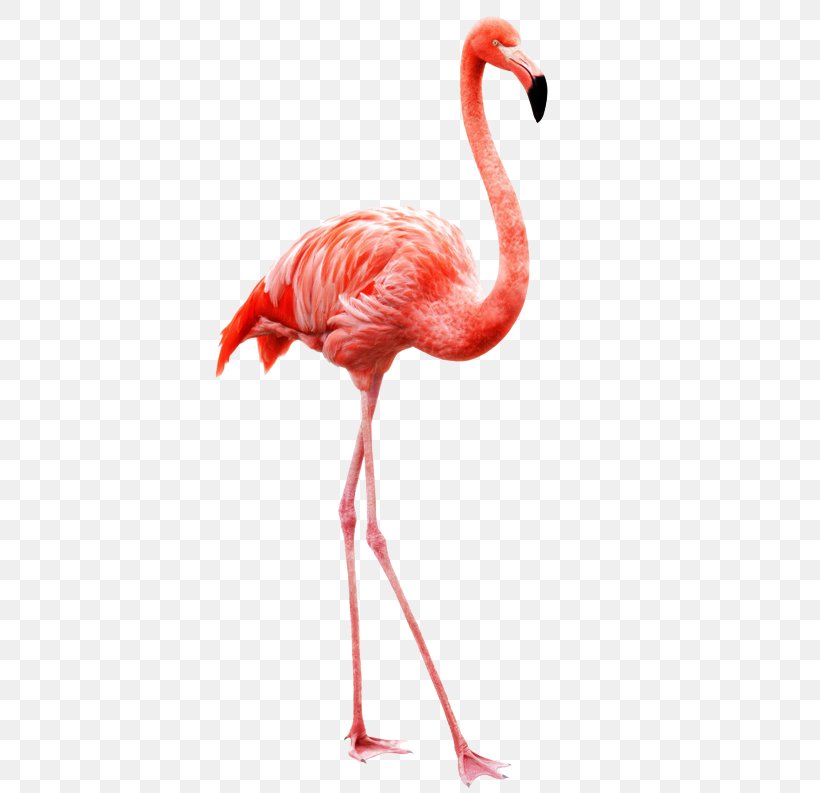 Flamingo Bird Stock Photography Image Royalty-free, PNG, 529x793px, Flamingo, Beak, Bird, Drawing, Neck Download Free