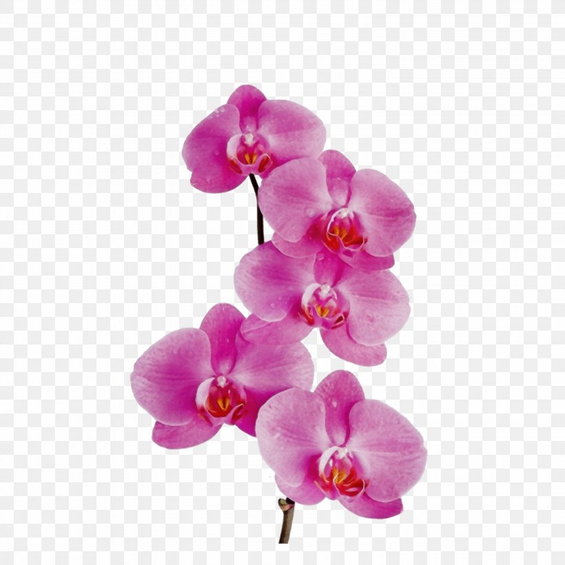 Flower Flowering Plant Moth Orchid Petal Pink, PNG, 3000x3000px, Watercolor, Flower, Flowering Plant, Magenta, Moth Orchid Download Free