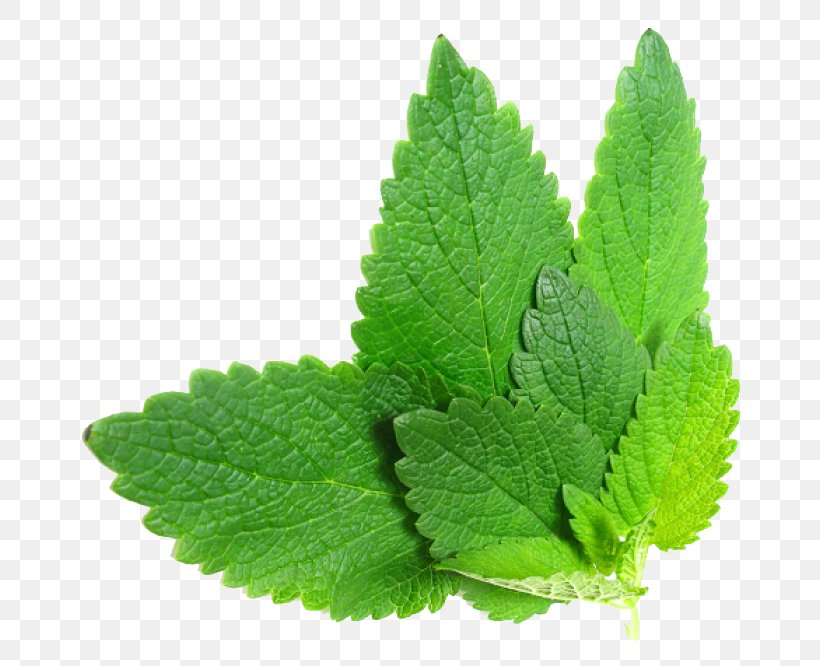 Herbalism Mint Food, PNG, 700x666px, Herb, Borage, Cure, Disease, Essential Oil Download Free