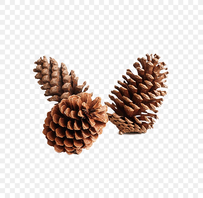 Large US Pinecone Pinecone Ornaments, PNG, 800x800px, Coulter Pine, Christmas, Christmas Decoration, Christmas Ornament, Christmas Tree Download Free
