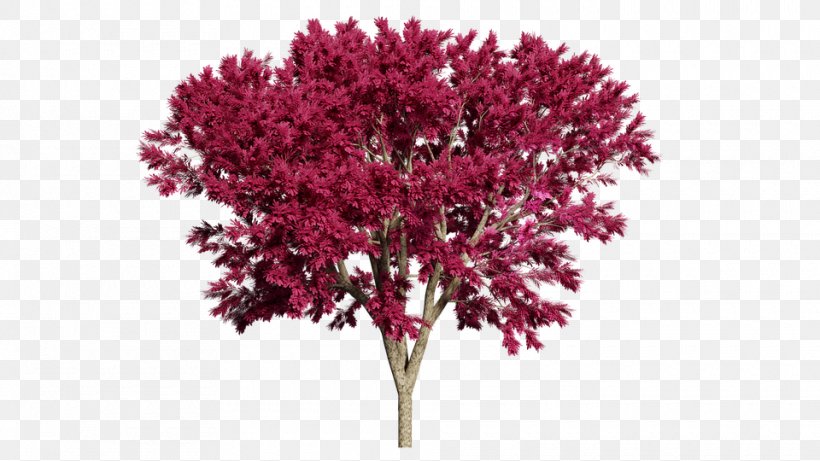 Loving Missionary Baptist Church Tree Stock.xchng Shrub Photography, PNG, 960x540px, Watercolor, Cartoon, Flower, Frame, Heart Download Free