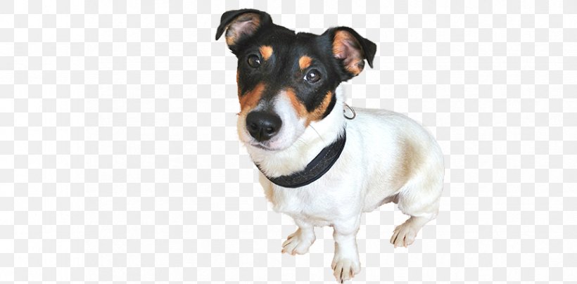 Miniature Fox Terrier Dog Breed Rat Terrier Jack Russell Terrier Companion Dog, PNG, 864x426px, Miniature Fox Terrier, Breed, Carnivoran, Collar, Companion Dog Download Free