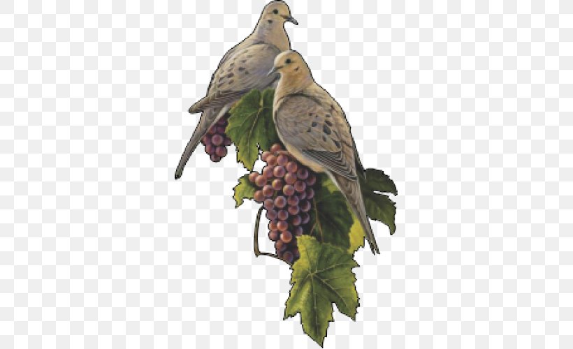 Bird Columbidae Common Grape Vine Mourning Dove, PNG, 500x500px, Bird, Art, Artist, Beak, Columbidae Download Free