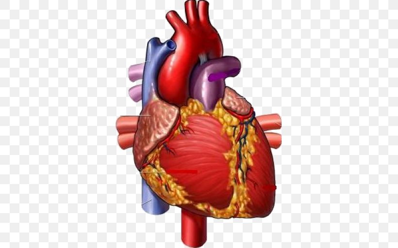 Medicine Heart Medical Illustration Circulatory System, PNG, 512x512px