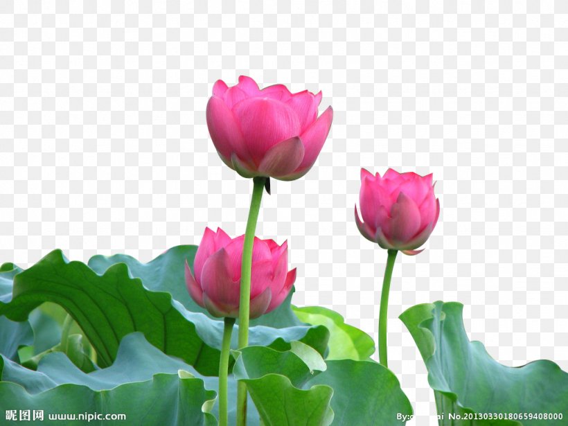 Nelumbo Nucifera Photography Fukei Tulip Pink, PNG, 1024x768px, Nelumbo Nucifera, Ashtamangala, Dew, Flower, Flowering Plant Download Free