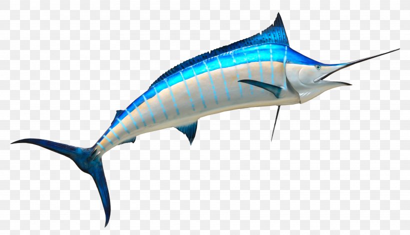 Swordfish Fishing, PNG, 3626x2082px, Fish, Atlantic Blue Marlin, Billfish, Black Marlin, Bony Fish Download Free