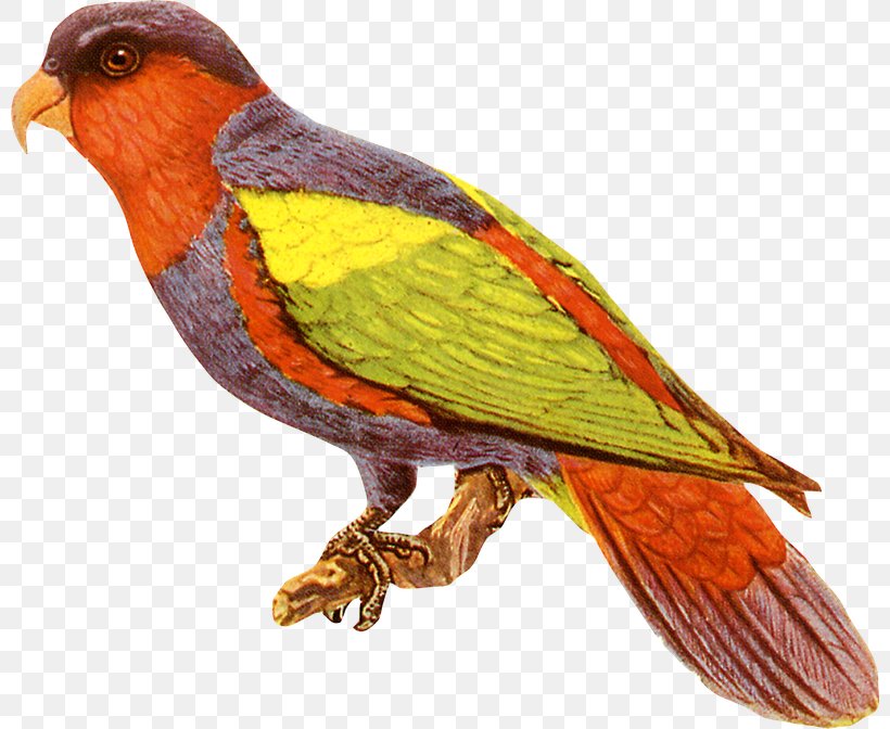 Bird Beak Lorikeet Parrot Finch, PNG, 800x672px, Bird, Atlantic Canary, Beak, Finch, Lorikeet Download Free