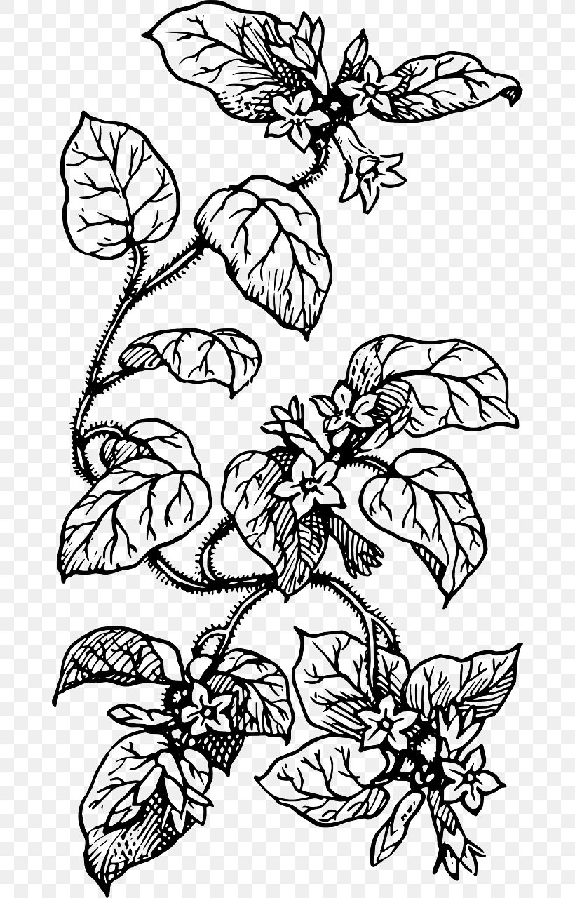 Clip Art Vector Graphics Line Art Drawing Coloring Book, PNG, 672x1280px, Line Art, Art, Artwork, Black And White, Branch Download Free