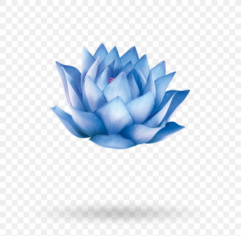 Egyptian Lotus Lotus 20 Nelumbo Nucifera Volume, PNG, 1000x980px, Egyptian Lotus, Blue, Extract, Extrakt, Flower Download Free