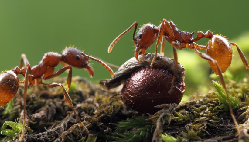 Ant Insect Biological Dispersal Seed Dispersal, PNG, 2000x1148px, Ant, Ant Colony, Aphaenogaster, Arthropod, Biological Dispersal Download Free