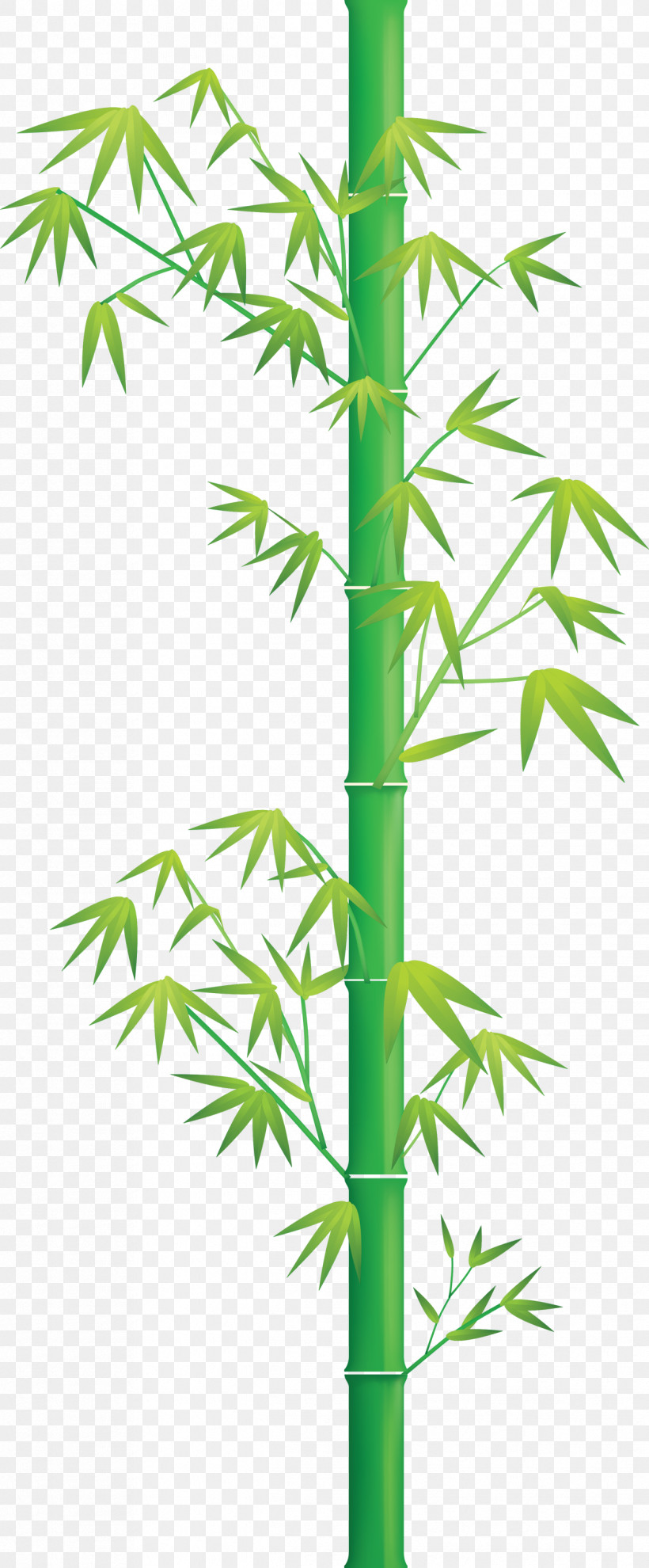 Bamboo Leaf, PNG, 1242x3000px, Bamboo, Flower, Hemp Family, Leaf, Plant Download Free