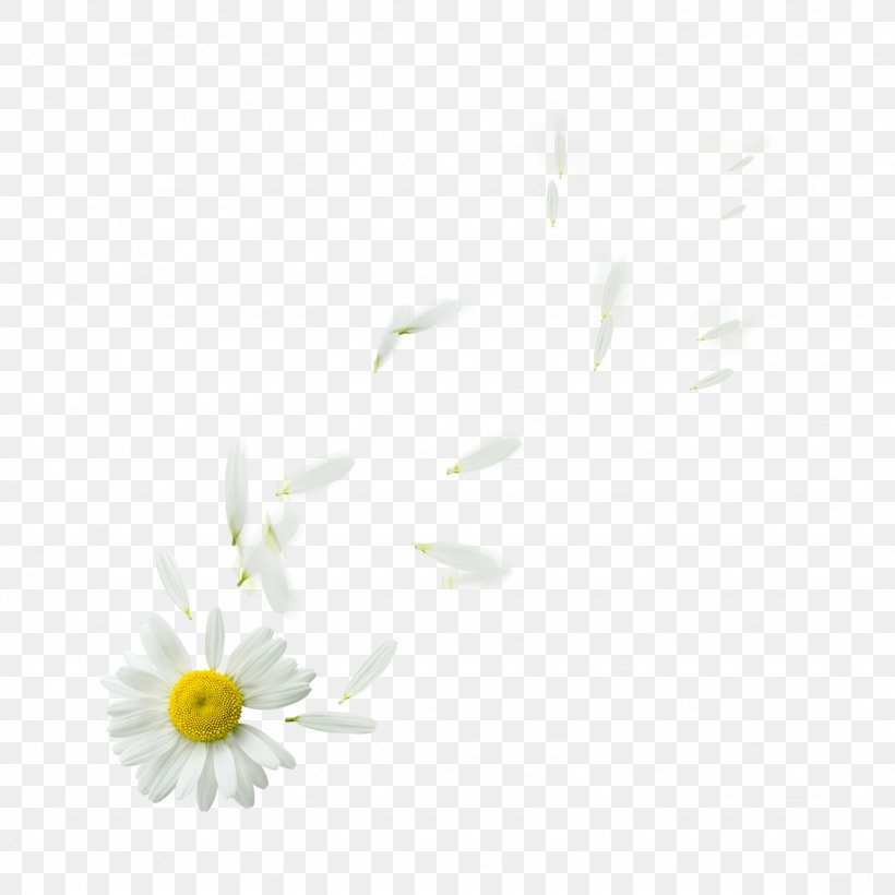 Common Daisy Oxeye Daisy Petal Flower Plant, PNG, 1536x1536px, Common Daisy, Black And White, Com, Computer, Daisy Download Free