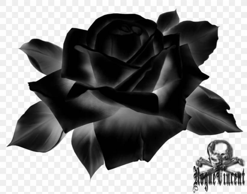 Garden Roses Cut Flowers Petal, PNG, 1024x809px, Garden Roses, Black, Black And White, Black M, Cut Flowers Download Free