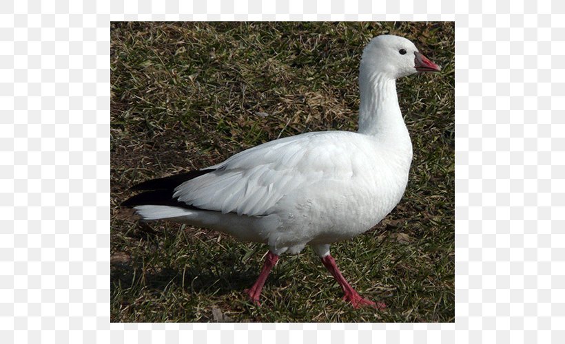 Goose Duck Oligocene Europe Anatidae, PNG, 500x500px, Goose, Anatidae, Asia, Beak, Bird Download Free