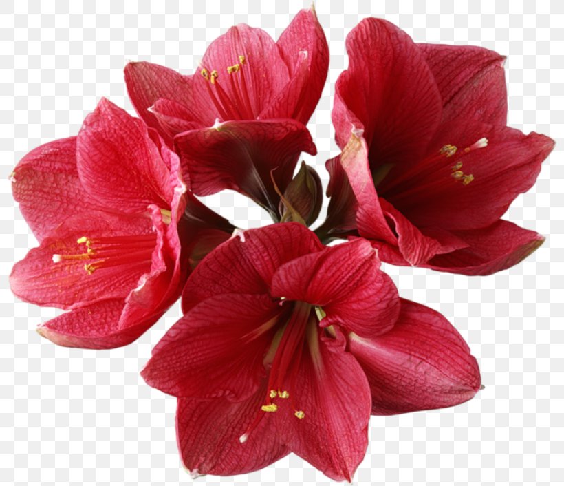 Orchids Flower Clip Art, PNG, 800x706px, Orchids, Amaryllis Belladonna, Amaryllis Family, Boat Orchid, Cut Flowers Download Free