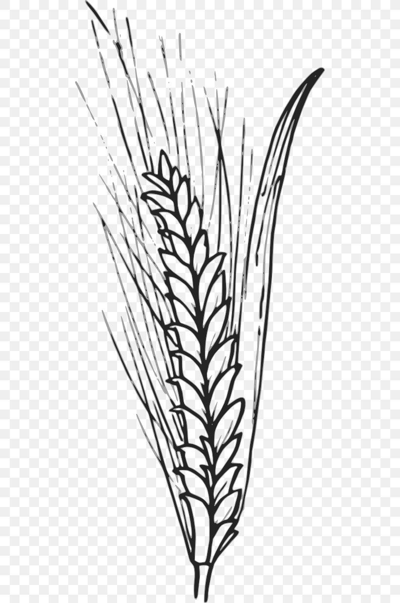 Wheat Cereal Pixabay Clip Art, PNG, 512x1237px, Wheat, Barley, Black And White, Branch, Cereal Download Free