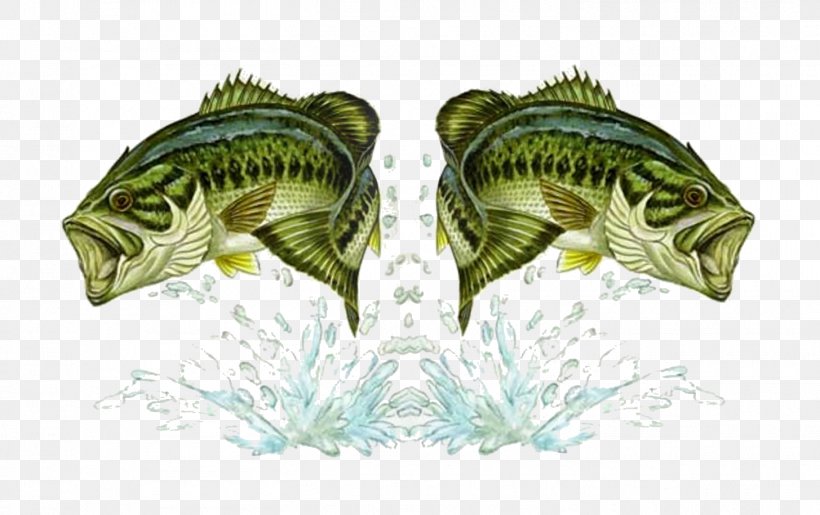 Bass Fishing Double Bass Fishing Baits & Lures, PNG, 1455x915px, Bass Fishing, Angling, Bass, Double Bass, Fauna Download Free