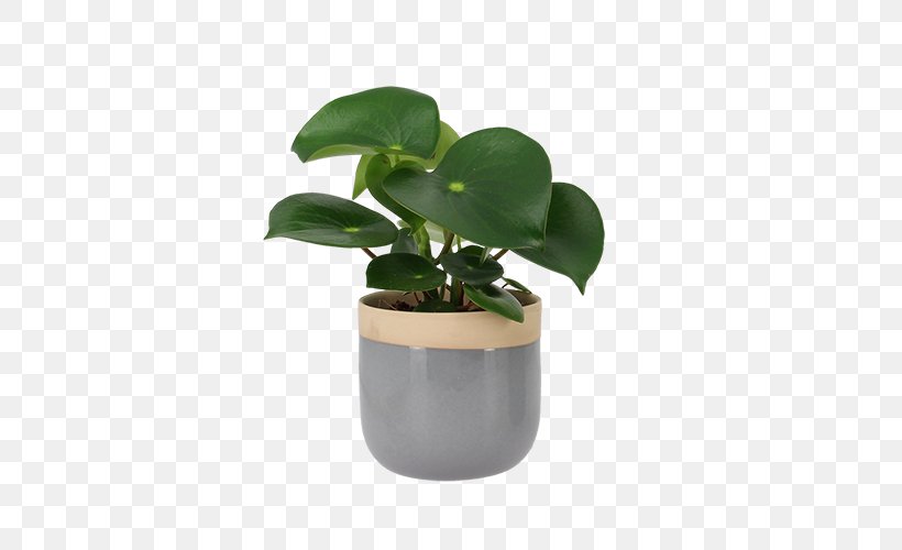 Flowerpot Leaf Houseplant Product Design, PNG, 500x500px, Flowerpot, Houseplant, Leaf, Plant Download Free