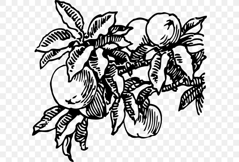 Fruit Drawing Clip Art, PNG, 600x556px, Fruit, Art, Artwork, Black And White, Butterfly Download Free