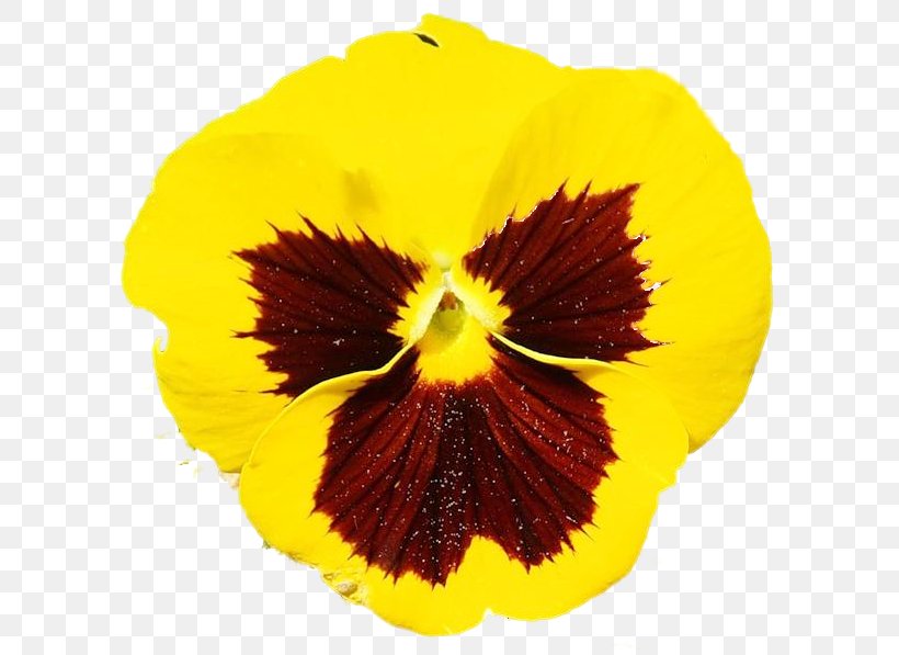 Pansy, PNG, 622x597px, Pansy, Flower, Flowering Plant, Orange, Petal Download Free