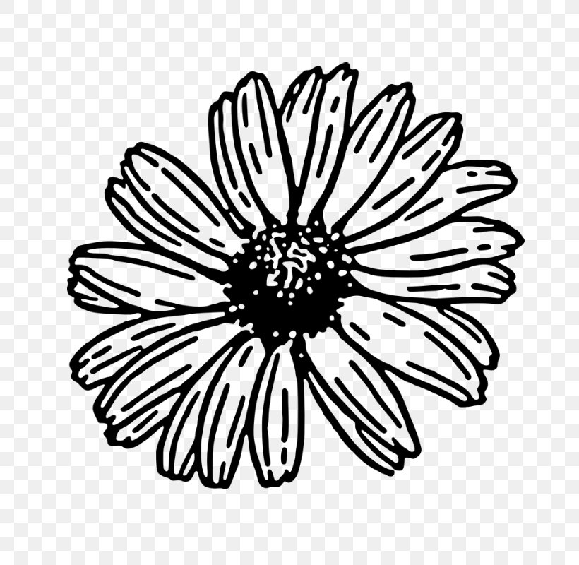 Black And White Flower, PNG, 800x800px, Common Daisy, African Daisy, Aster, Black And White, Blackandwhite Download Free