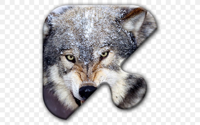 Dog Cat Arctic Wolf Desktop Wallpaper Animal, PNG, 512x512px, Dog, Animal, Arctic Wolf, Carnivoran, Cat Download Free