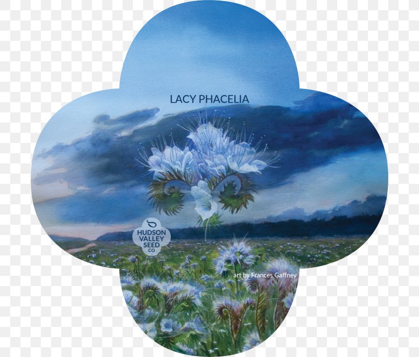 Lacy Phacelia Hudson Valley Seed Company Flower Plants, PNG, 700x699px, Hudson Valley Seed Company, Bee, Blue, Drought Tolerance, Fiddlehead Fern Download Free