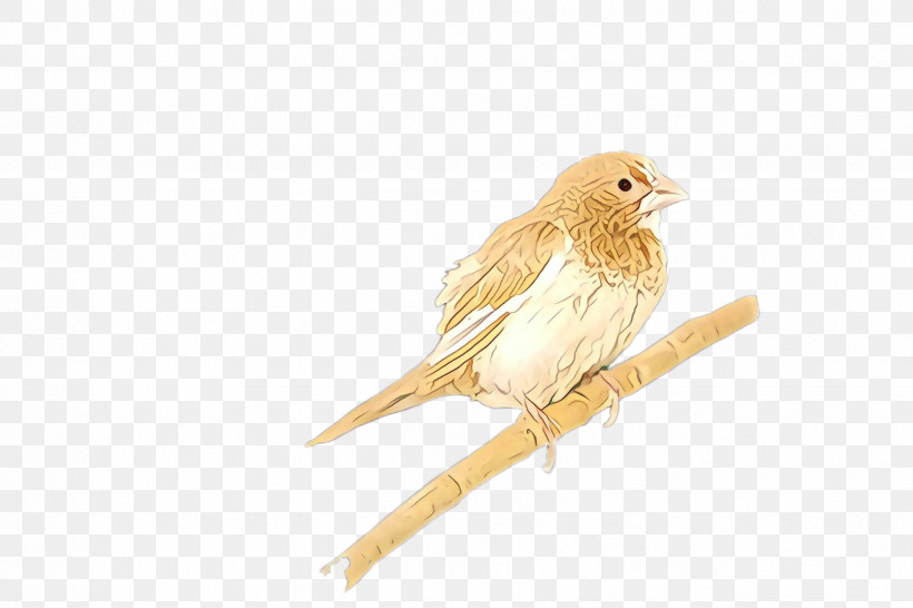 Bird Beak Atlantic Canary Songbird Perching Bird, PNG, 2448x1632px, Bird, Atlantic Canary, Beak, Beige, Canary Download Free
