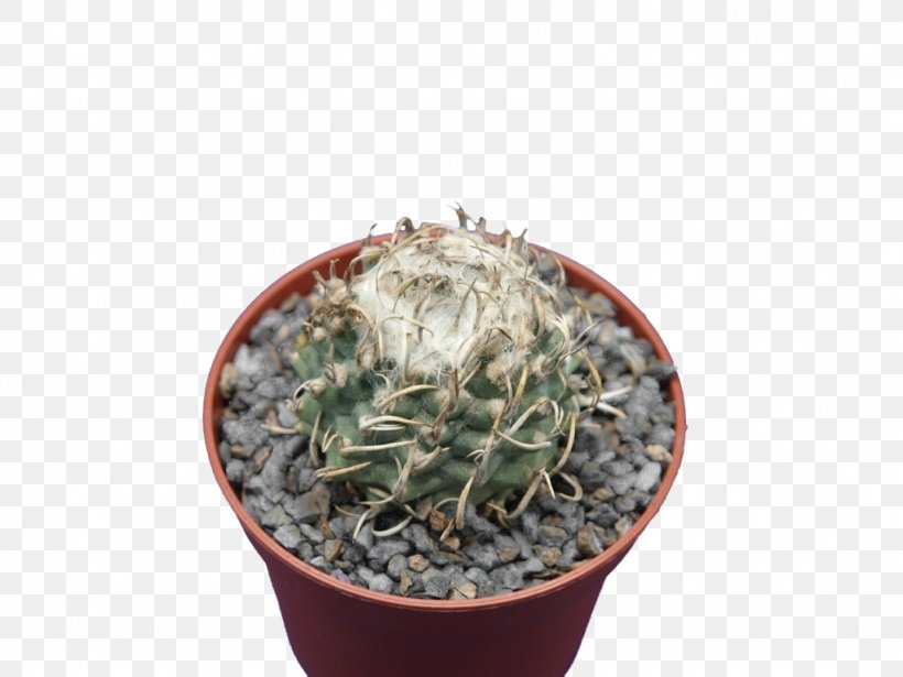 Citroën Cactus M Flowerpot Houseplant, PNG, 1024x768px, Flowerpot, Cactus, Caryophyllales, Houseplant, Plant Download Free