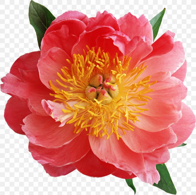 Flower Animation, PNG, 1200x1194px, Flower, Animation, Annual Plant, Camellia, Camellia Sasanqua Download Free