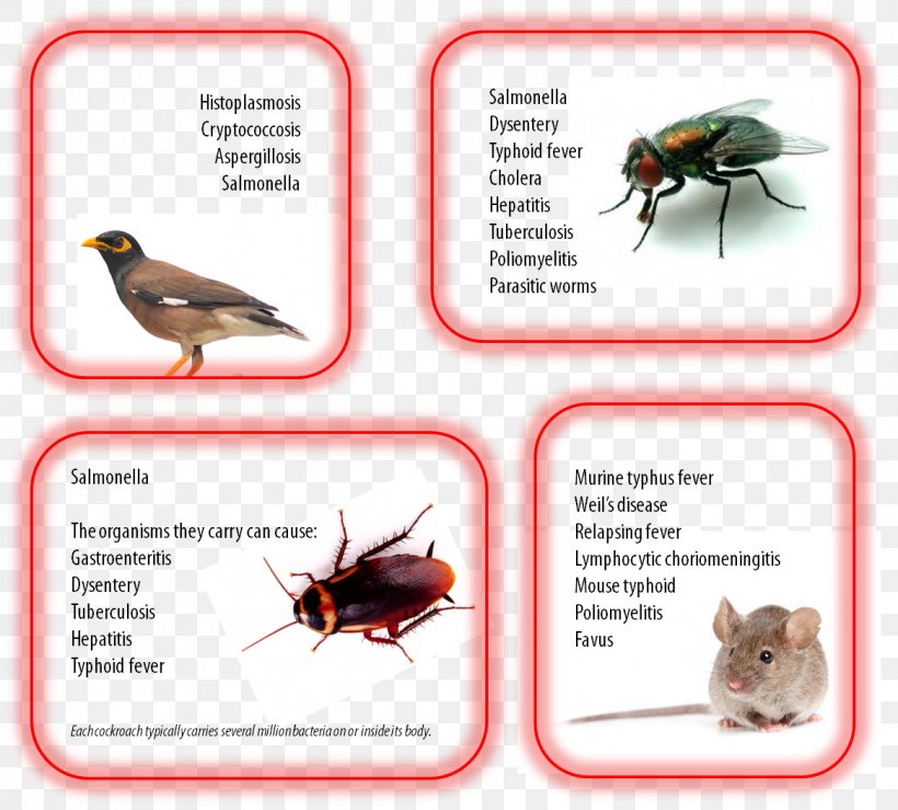 Insect Pest Control Disease Parasitism, PNG, 1166x1051px, Insect, Advertising, Bacteria, Beak, Bird Download Free