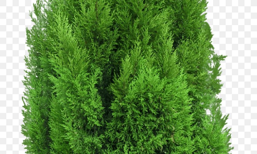 Mediterranean Cypress Tree Pine Leyland Cypress, PNG, 800x491px, Mediterranean Cypress, Biome, Conifer, Cupressus, Cypress Family Download Free