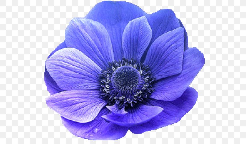Snapdragon Flower Photography Image, PNG, 550x480px, Snapdragon, Anemone, Annual Plant, Banco De Imagens, Blue Download Free