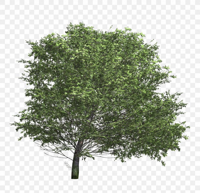 Tree Texture Mapping Shrub 3D Modeling, PNG, 2048x1977px, 3d Computer Graphics, 3d Modeling, Tree, Arecaceae, Branch Download Free