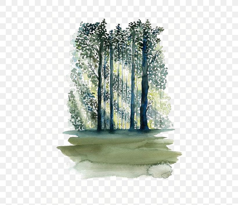 Watercolor Painting Paper Tree Forest, PNG, 564x705px, Watercolor Painting, Art, Color, Drawing, Forest Download Free