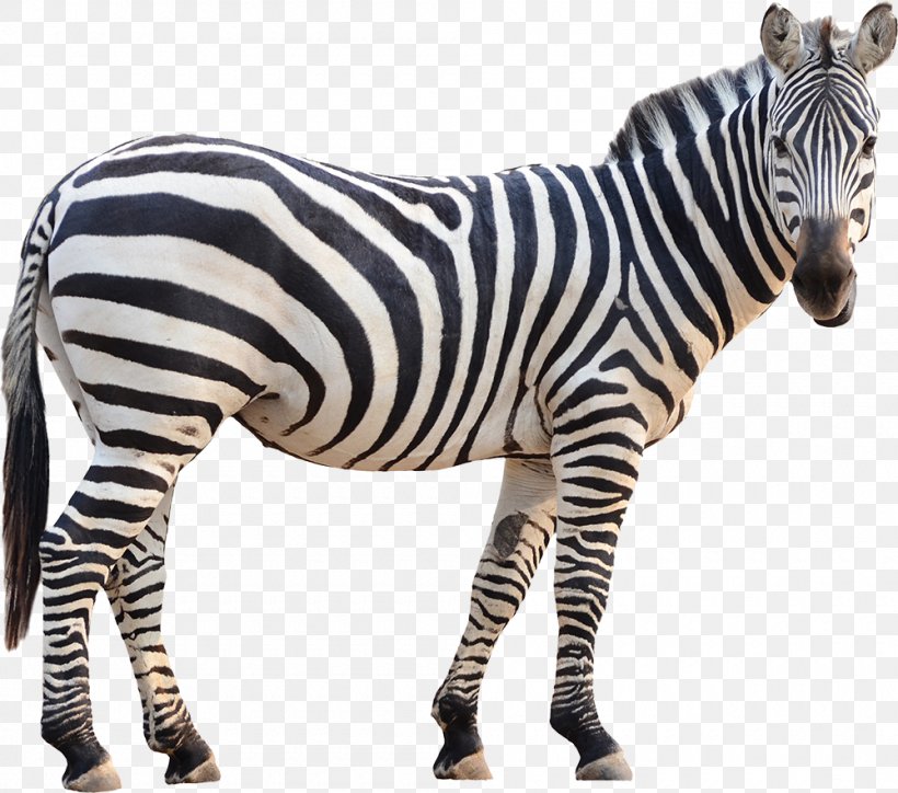 Zebra Cartoon, PNG, 1000x884px, Zebra, Animal Figure, Fotolia, Grants Zebra, Neck Download Free
