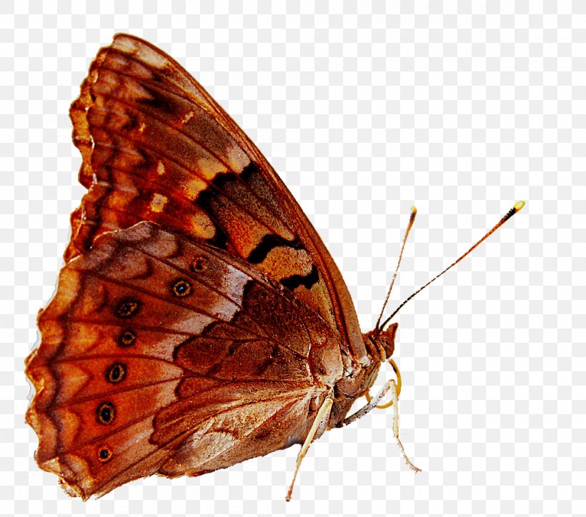 Brush-footed Butterflies Gossamer-winged Butterflies Moth, PNG, 1000x883px, Brushfooted Butterflies, Arthropod, Brush Footed Butterfly, Butterfly, Gossamerwinged Butterflies Download Free