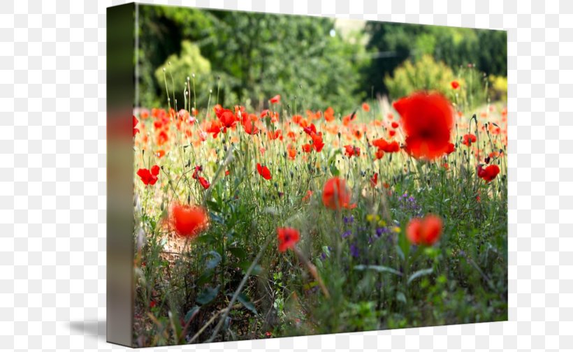 Common Poppy Meadow Vegetation Ecosystem, PNG, 650x504px, Poppy, Annual Plant, Common Poppy, Coquelicot, Ecosystem Download Free
