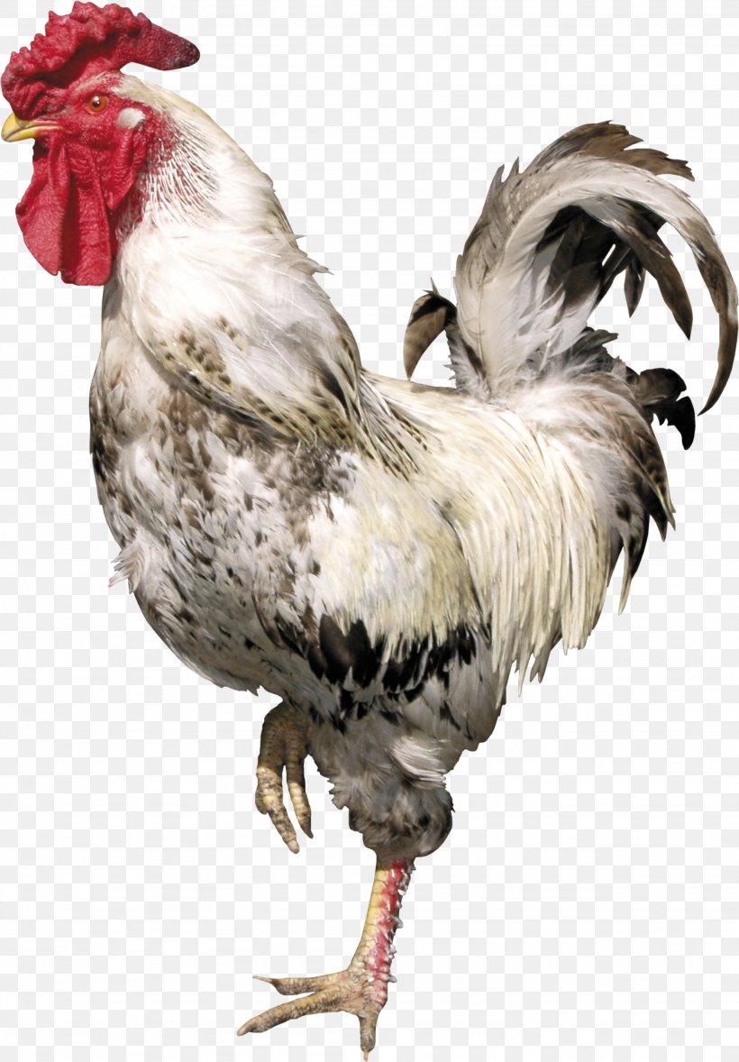 Rooster Bird Chicken Clip Art, PNG, 2049x2944px, Bird, Beak, Button, Chicken, Coreldraw Download Free