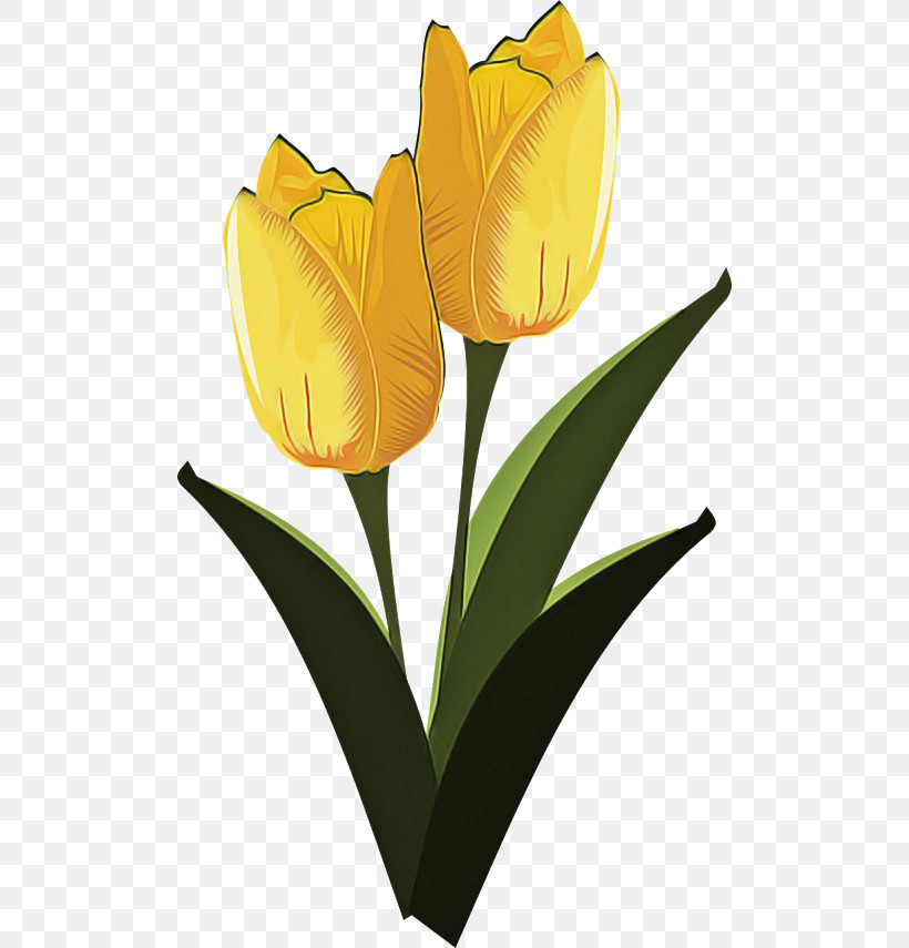 Flower Tulip Yellow Petal Plant, PNG, 500x855px, Flower, Bud, Cut Flowers, Herbaceous Plant, Lily Family Download Free