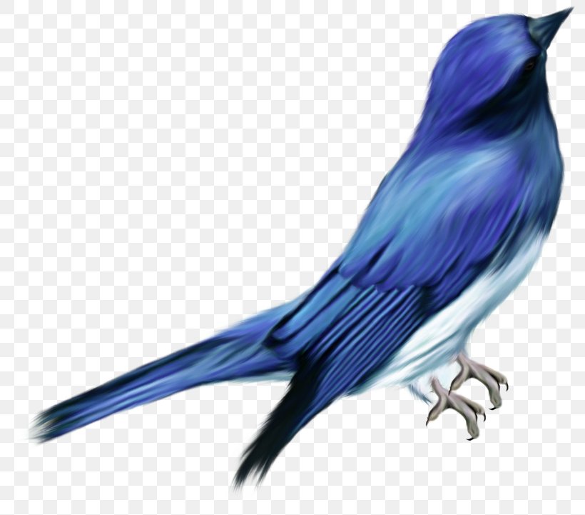 Clip Art Bird Image Desktop Wallpaper, PNG, 800x721px, Bird, Beak, Bluebird, Drawing, Feather Download Free