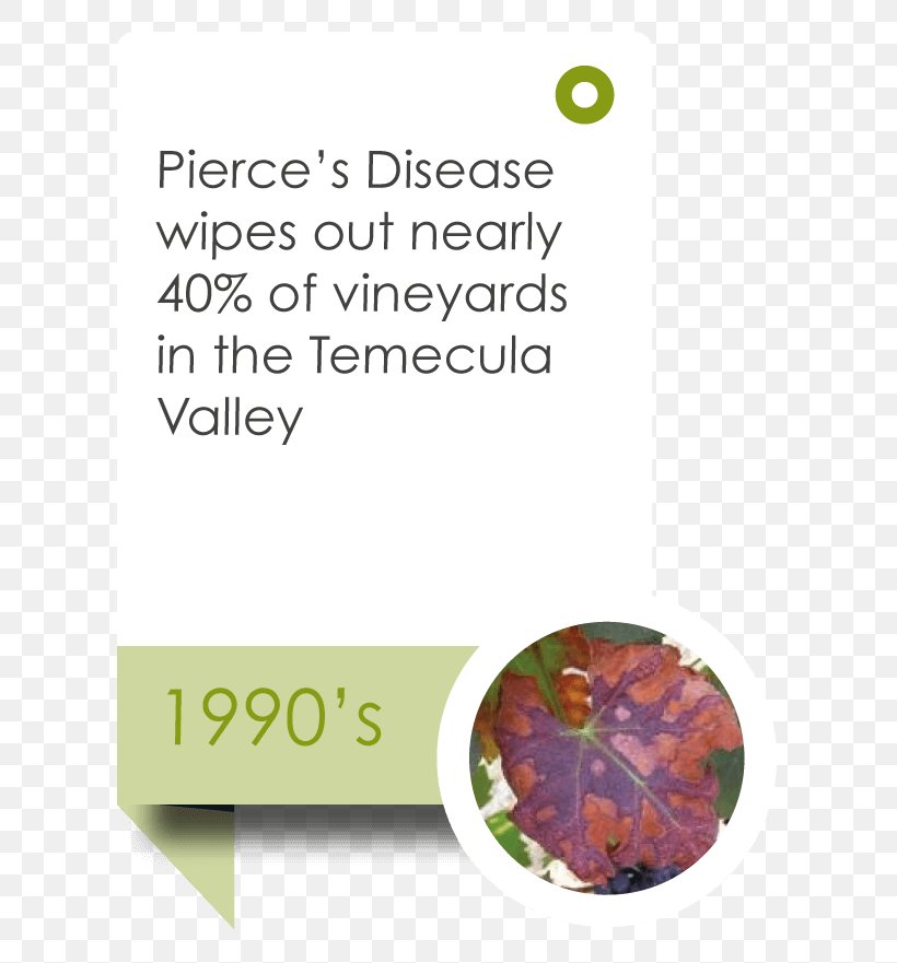 Temecula Valley Winegrowers Association Wine Tasting Information, PNG, 629x881px, Wine, Anniversary, Brand, Information, Leaf Download Free