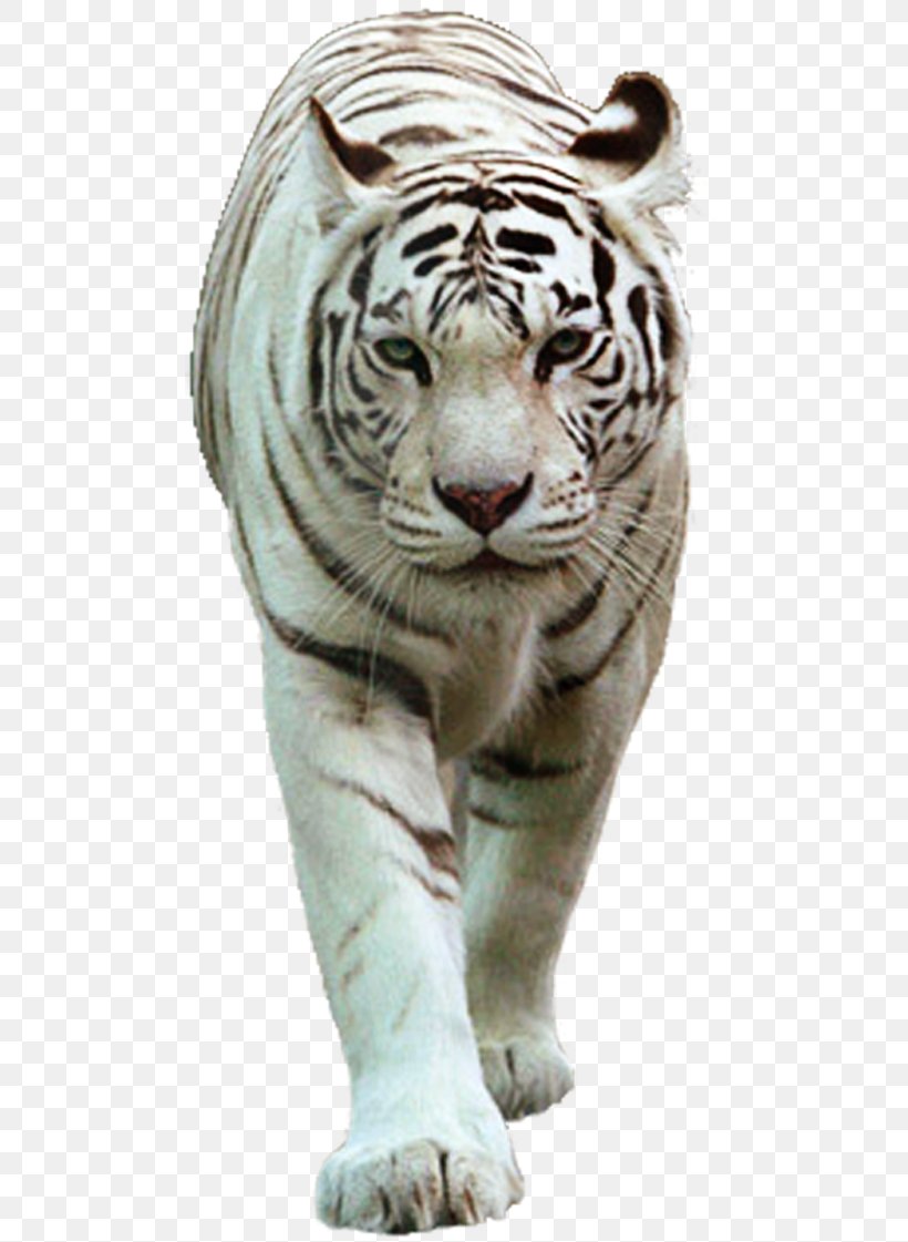 Felidae Cat White Tiger Lion, PNG, 485x1121px, Felidae, Bengal Tiger, Big Cats, Carnivoran, Cat Download Free