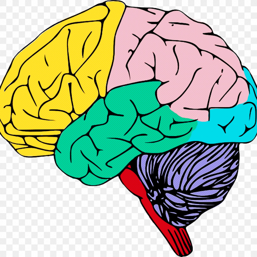 Human Brain Line Art Brain Human Drawing, PNG, 1024x1024px, Human Brain, Brain, Drawing, Grayscale, Human Download Free