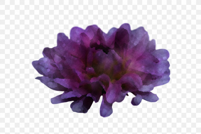 Lavender, PNG, 1920x1280px, Petal, Flower, Lavender Download Free
