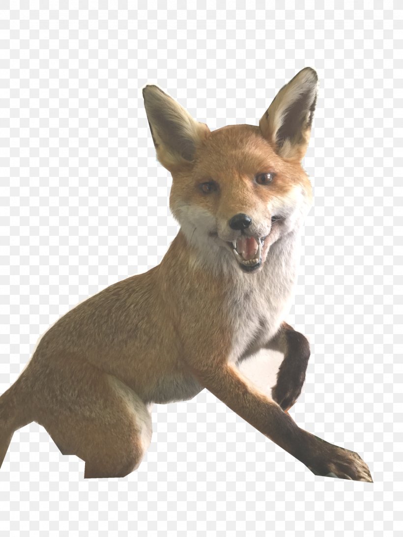 Red Fox Coyote Dhole Dog Jackal, PNG, 1536x2048px, Red Fox, Breed, Carnivoran, Coyote, Dhole Download Free