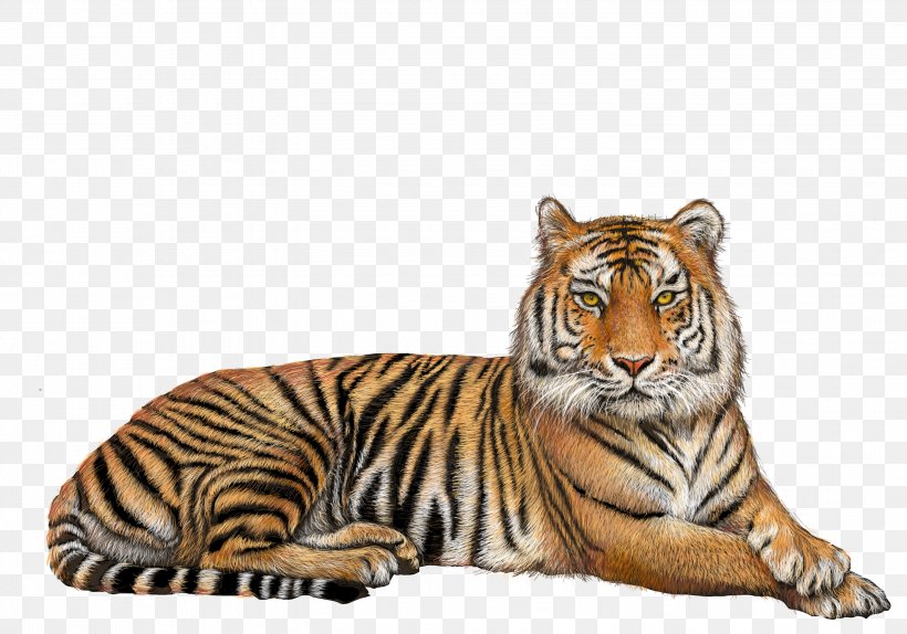 Tiger Clip Art, PNG, 3000x2100px, Siberian Tiger, Bengal Tiger, Big Cats, Carnivoran, Cat Like Mammal Download Free